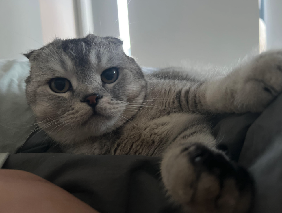 Fused image and texts